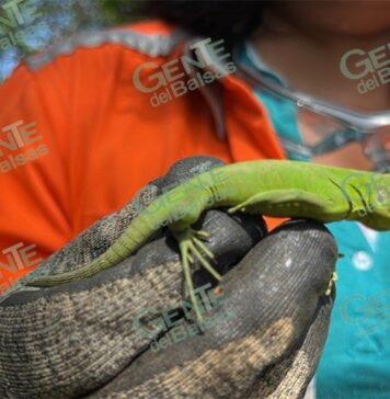 Reafirma ArcelorMittal México su compromiso con la preservación ambiental en Lázaro Cárdenas