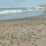 IMPULSARÁN NUEVAMENTE LA RUTA DE LA TORTUGA MARINA