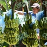 Sube a 10 pesos el kilo de plátano en Coahuayana