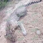 Encuentran cazado un Ocelote en playa La Llorona