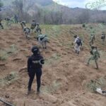 Localiza y destruye Marina plantío de marihuana en Arteaga