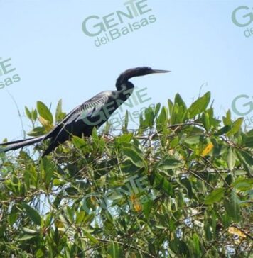Olvidada nuevamente la declaratoria Ramsar de Lázaro Cárdenas