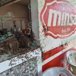 Presencia de enjambre de abejas, moviliza a PC de Coahuayana