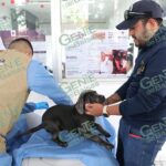 FGE investiga venta ilegal de seres sintientes; rescatan a 8 cachorros y ponen a disposición a dos personas