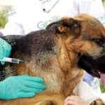 REFUERZAN EN GUACAMAYAS LA VACUNACIÓN ANTIRRÁBICA