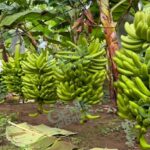 Anuncian en Coahuayana precio del plátano de 8 pesos en cartones