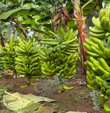 Anuncian en Coahuayana precio del plátano de 8 pesos en cartones