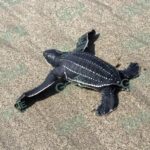 Campamentos tortugueros de Michoacán liberaron casi 5 mil tortugas laúd