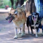 SSM exhorta a vacunar contra la rabia a los animales de compañía