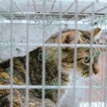 Gobierno de Morelia cuida a los gatos comunitarios con jornadas integrales de atención