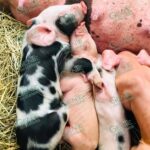Invitan a curso gratuito de inseminación artificial porcina en Lázaro Cárdenas