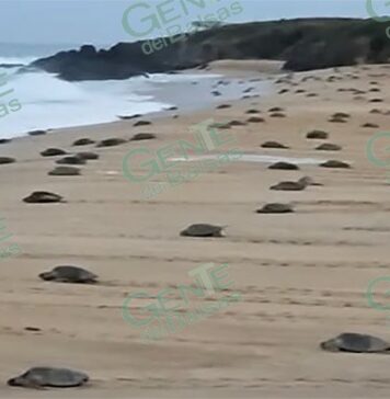 Segunda arribazón de tortugas golfinas en Ixtapilla
