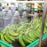 Acuerdan en Coahuayana precio de $7.50 para el plátano calidad maderas