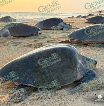 Michoacán, referente mundial en la preservación de la tortuga marina