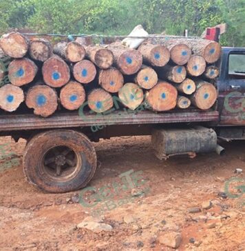 Asegura FGE camión cargado de 6.1 metros cúbicos de madera de pino durante operativo contra la tala ilegal en Morelia